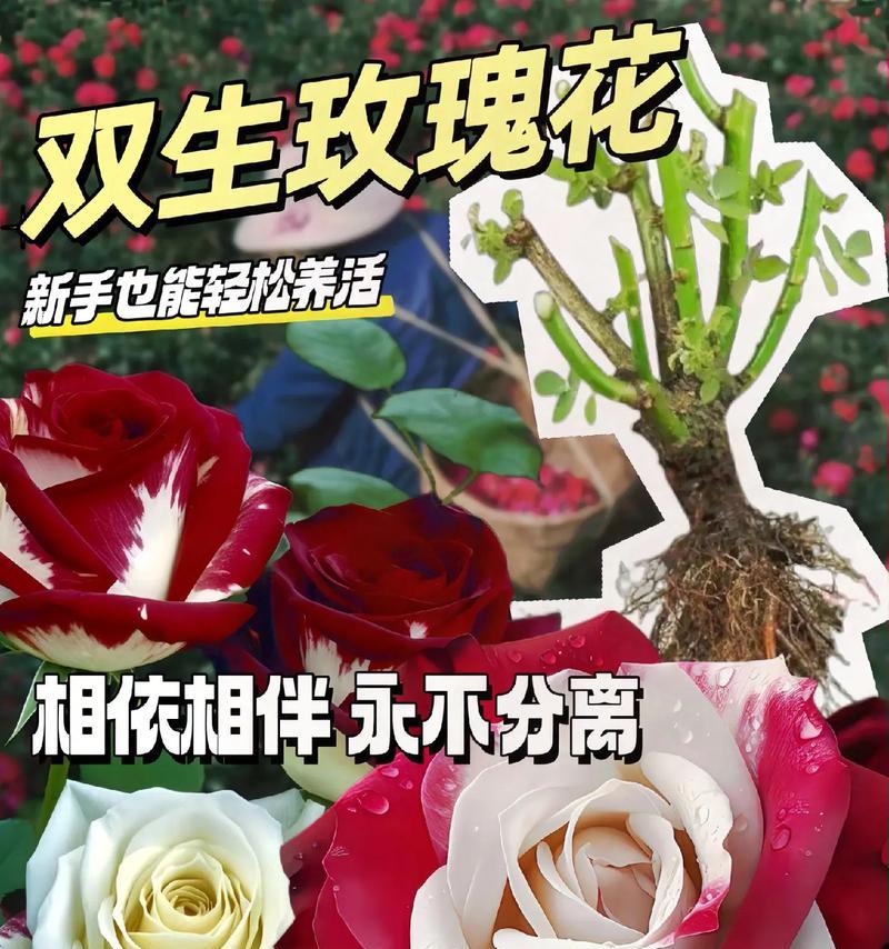 六朵玫瑰加五朵百合的花语是什么？图片中如何解读？
