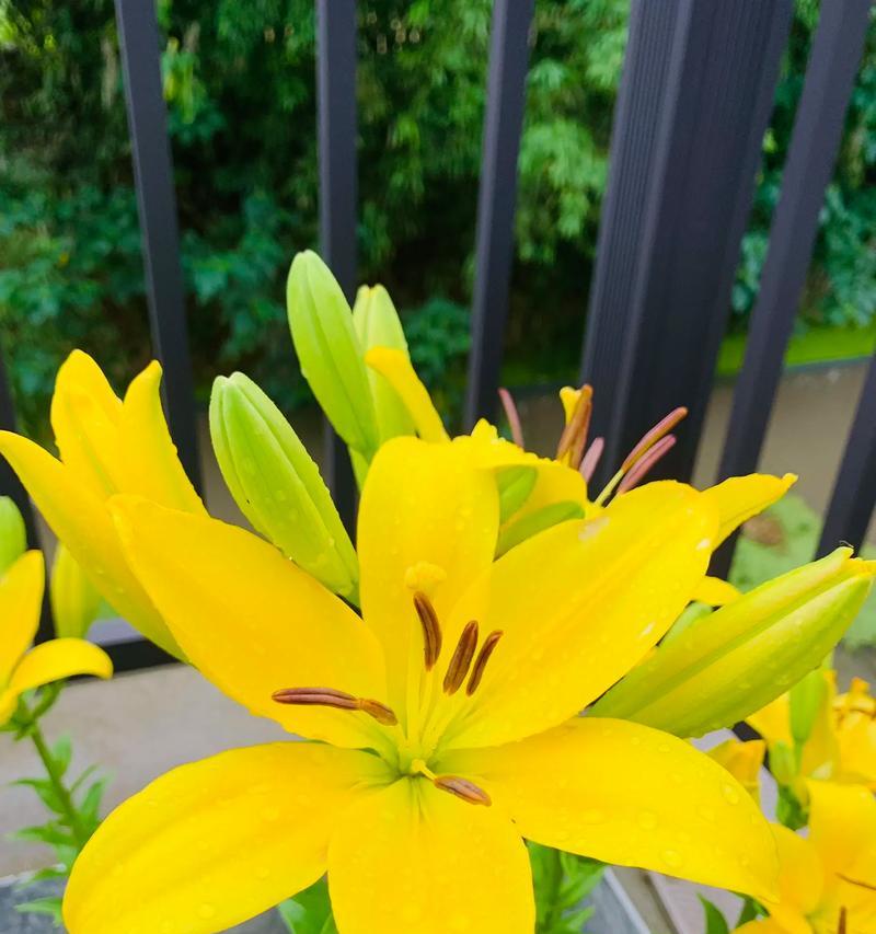 送师父百合花束的寓意是什么？它代表了什么？