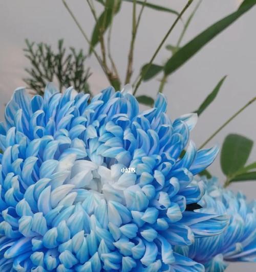 牡丹菊花的花语是什么？