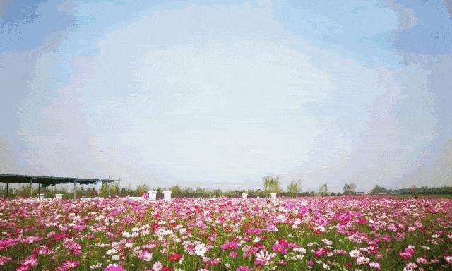 大波斯菊的花语有哪些？它在不同文化中代表什么？