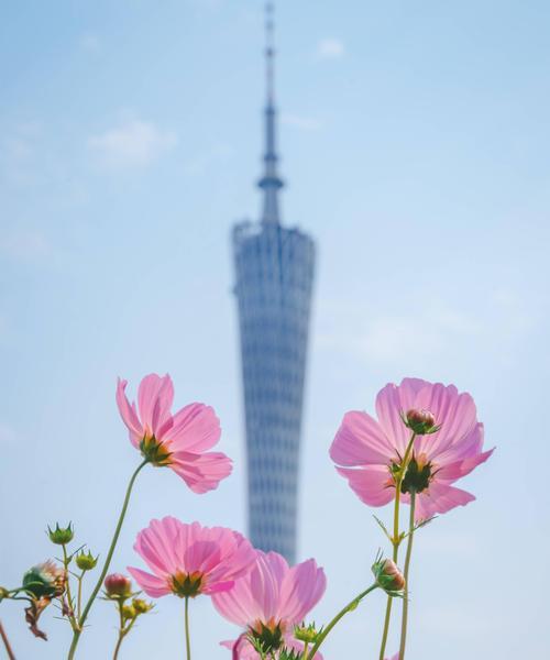大波斯菊的花语有哪些？它在不同文化中代表什么？