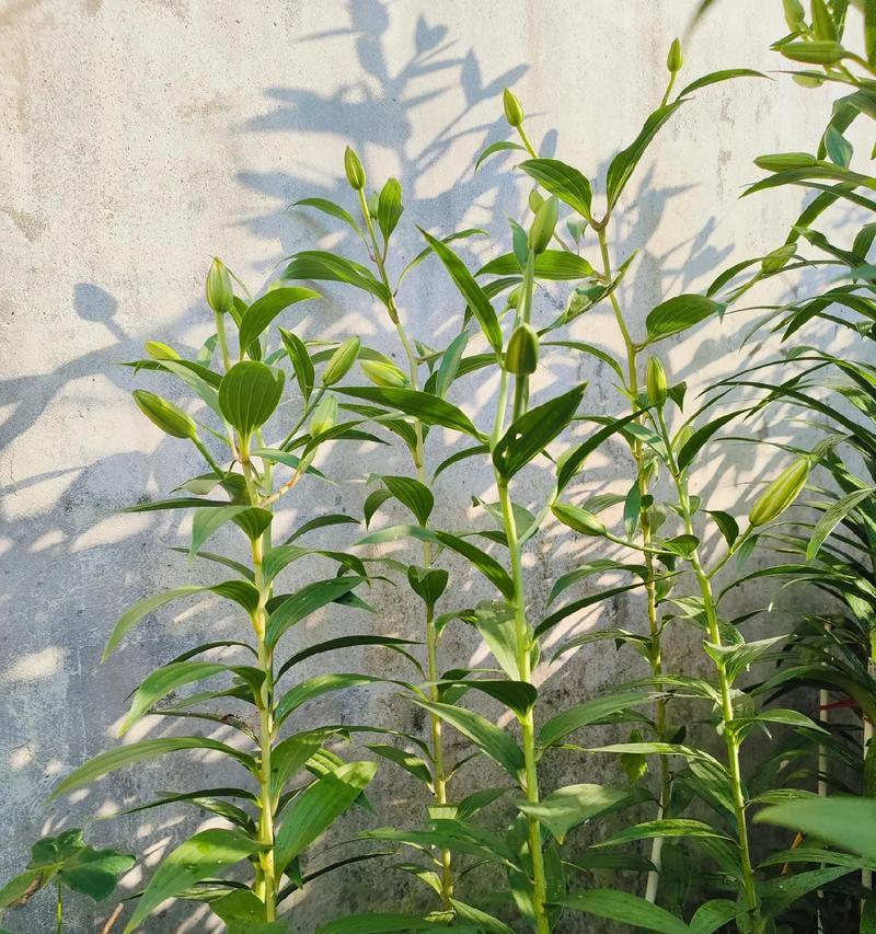 百合花四个花苞代表什么含义？