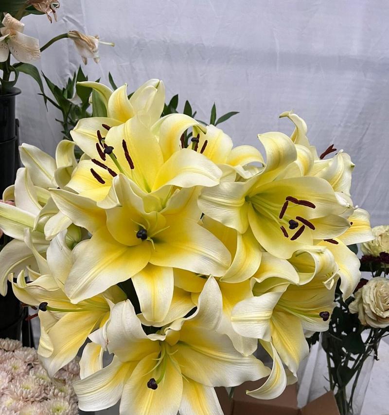 百合花四个花苞代表什么含义？