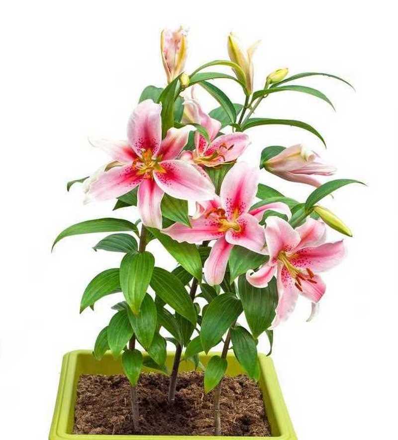 百合花四个花苞代表什么含义？