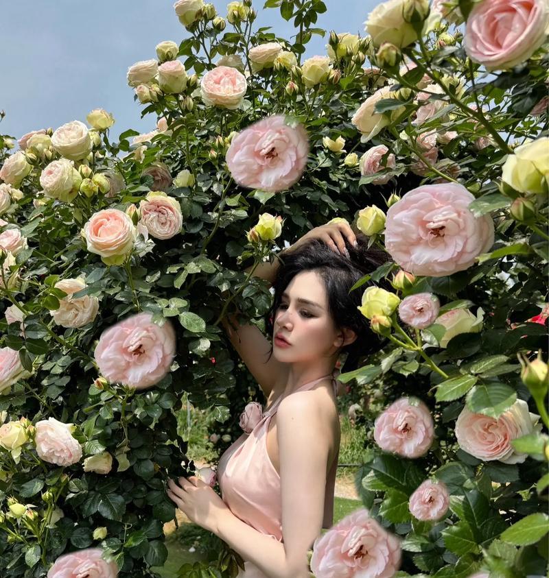 什么花的花语是再见？