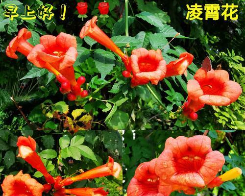 蓝百合花语的起源是什么？