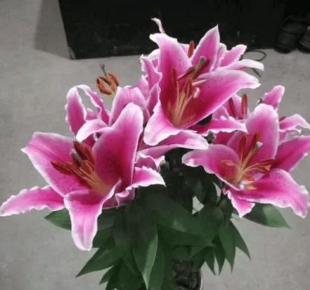 朋友结婚送盆栽有什么讲究？哪些盆栽是好选择？