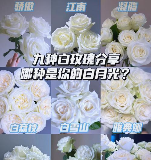 红中带白玫瑰的寓意是什么？