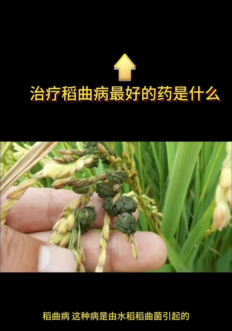 水稻食用情况指的是什么？它对健康有何影响？
