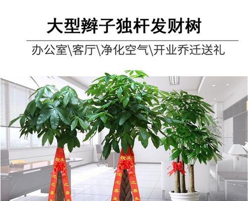 暖房送盆栽有什么讲究？