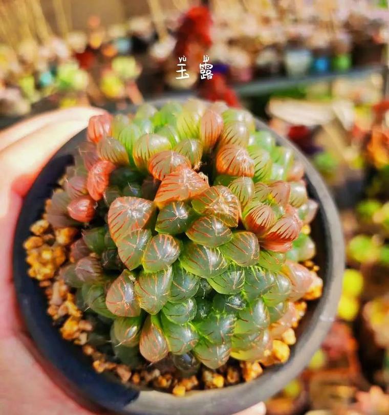 多肉植物的花语有哪些？