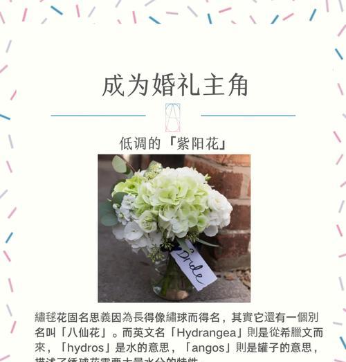 哪些花卉的英文名字寓意好？