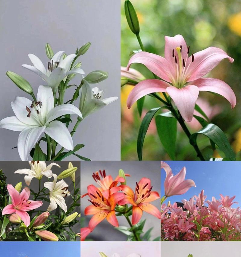 三朵百合的花语是什么？三朵百合象征着什么？