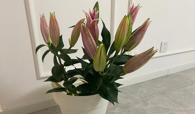三朵百合的花语是什么？三朵百合象征着什么？