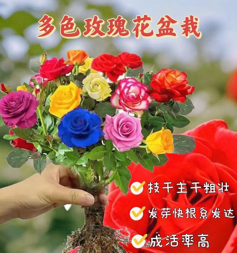 精品玫瑰代表了哪种花语？它通常用来表达什么情感？