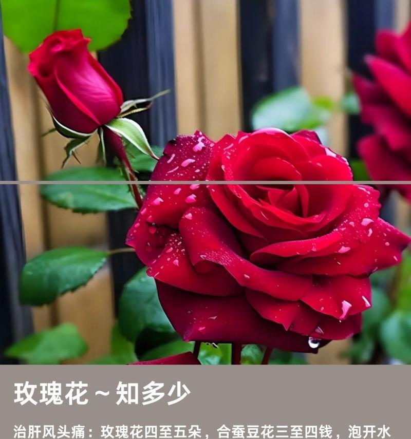 精品玫瑰代表了哪种花语？它通常用来表达什么情感？