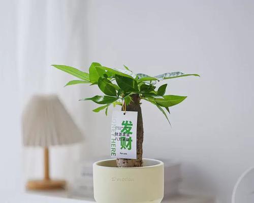 送小盆栽代表什么？