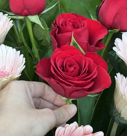 14粉色玫瑰的花语是什么意思？14朵粉色玫瑰代表什么情感？