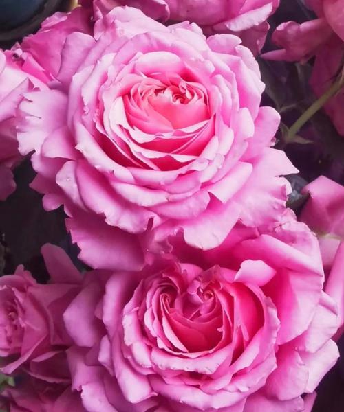 14粉色玫瑰的花语是什么意思？14朵粉色玫瑰代表什么情感？
