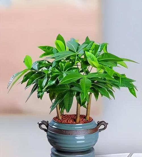 哪些花卉既寓意好又适合家庭养护？