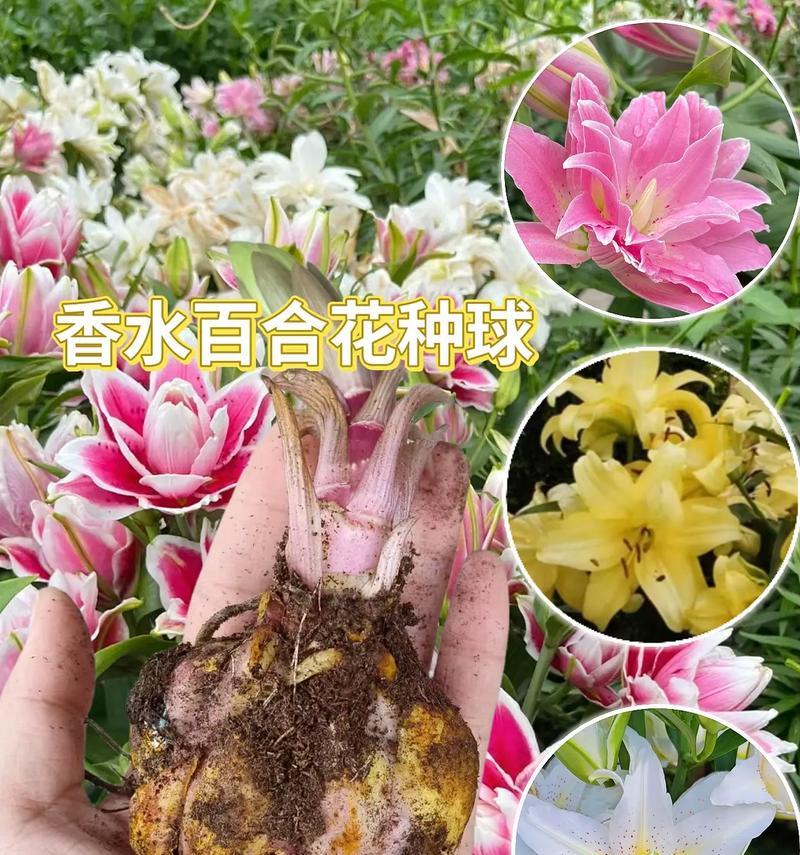 洒脱百合的花语代表什么？
