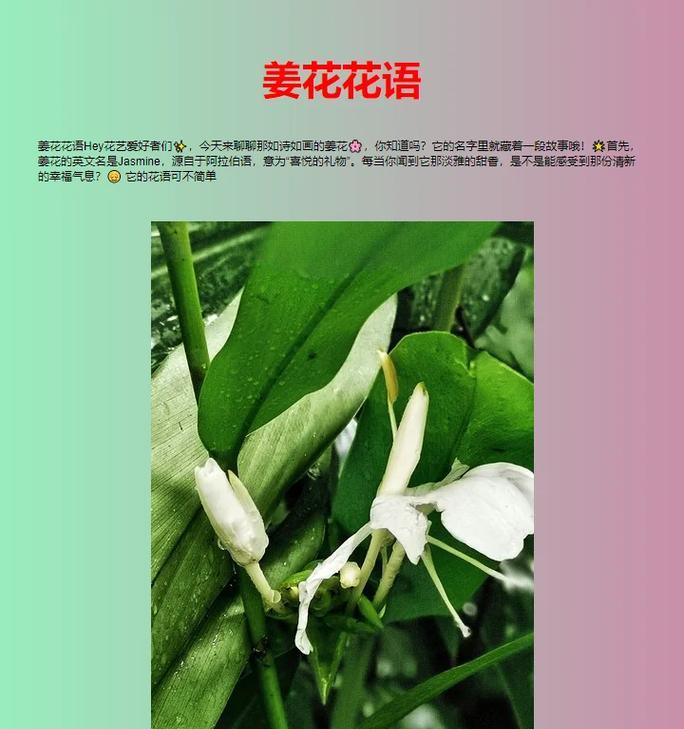 姜花的花语及其文化含义是什么？