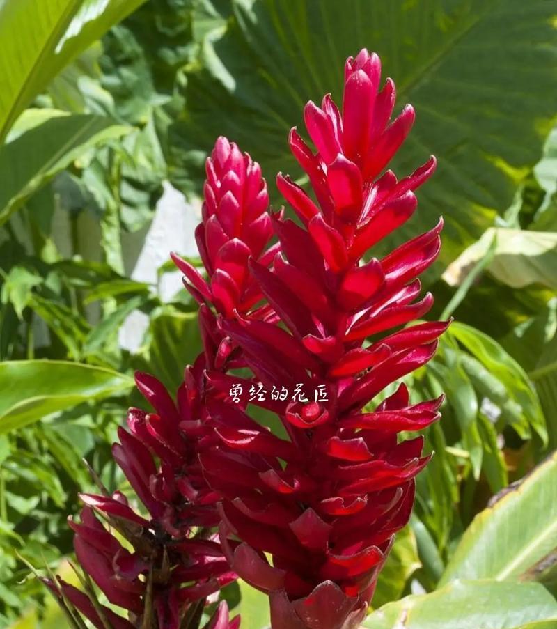 姜花的花语及其文化含义是什么？
