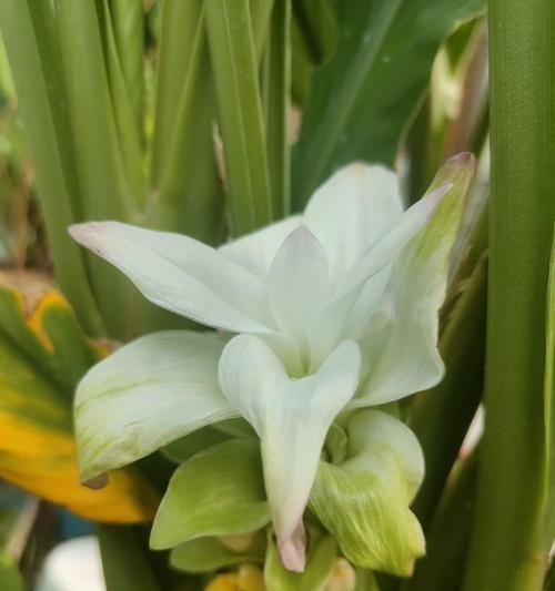 姜花的花语及其文化含义是什么？