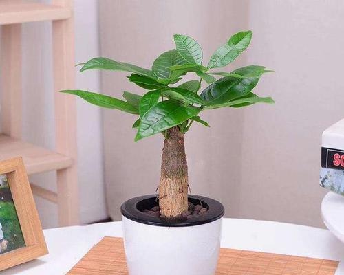 哪些小花卉象征着财运？