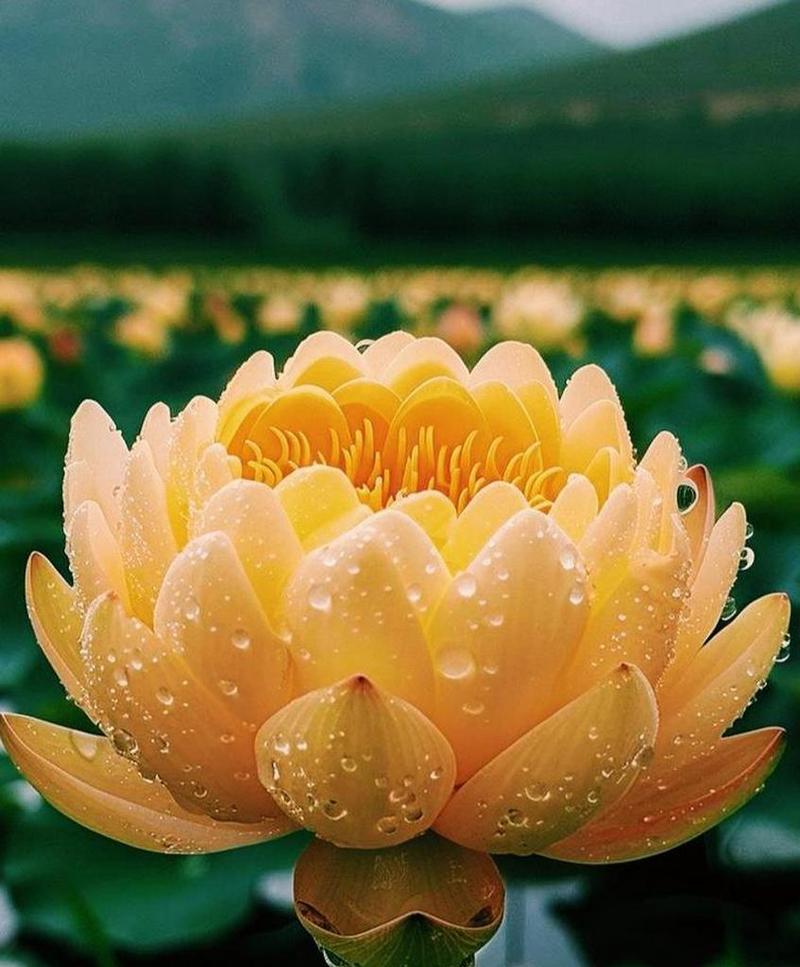 哪些小花卉象征着财运？