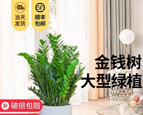 公司开业时送什么盆栽好？哪种盆栽适合商业场合？