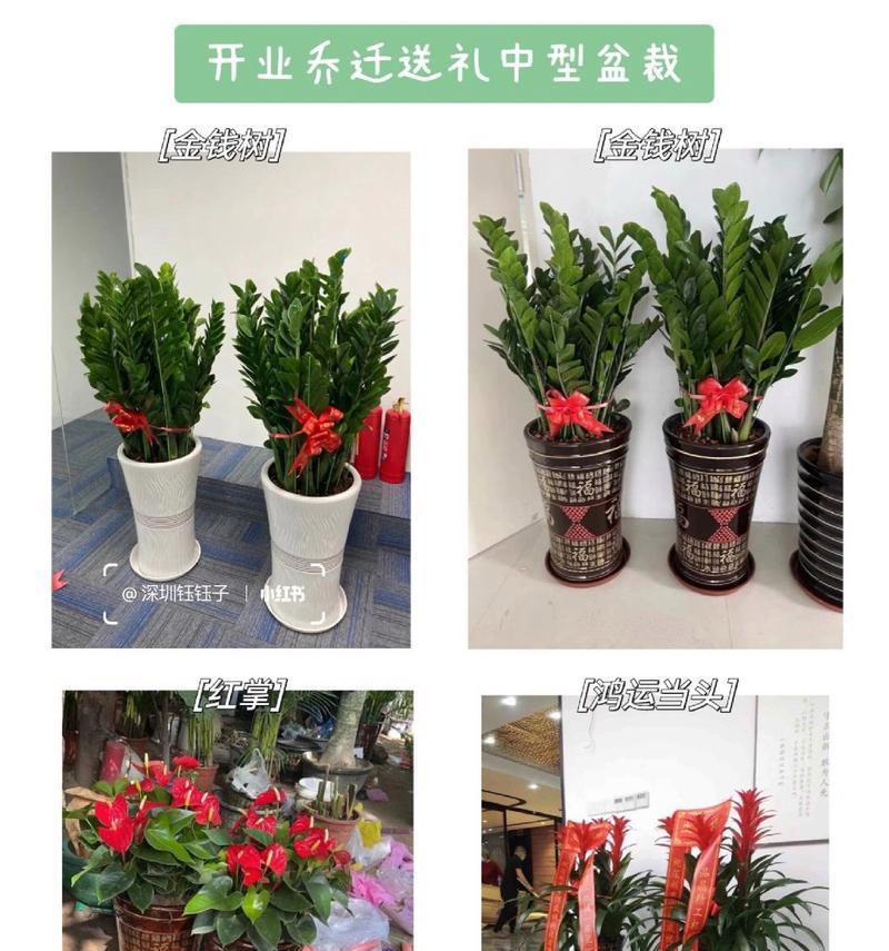 公司开业时送什么盆栽好？哪种盆栽适合商业场合？