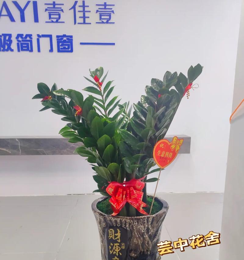 公司开业时送什么盆栽好？哪种盆栽适合商业场合？