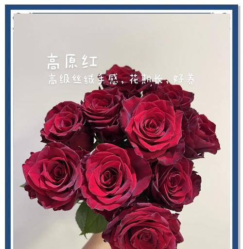 六朵红玫瑰花的花语是什么？女人送红玫瑰有何含义？