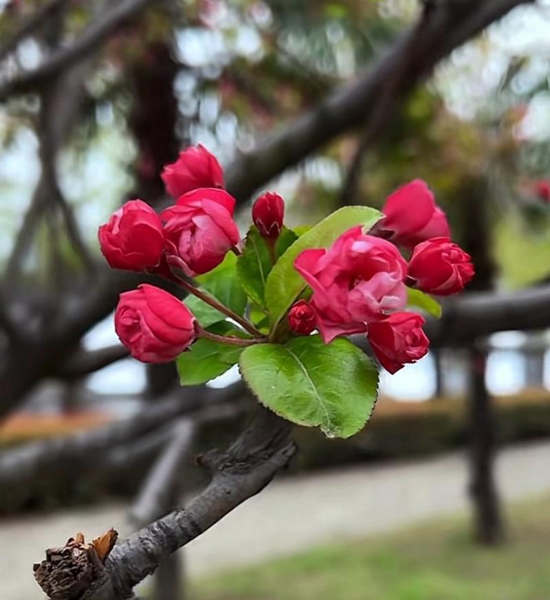 花语为何能让花儿显得如此美丽？