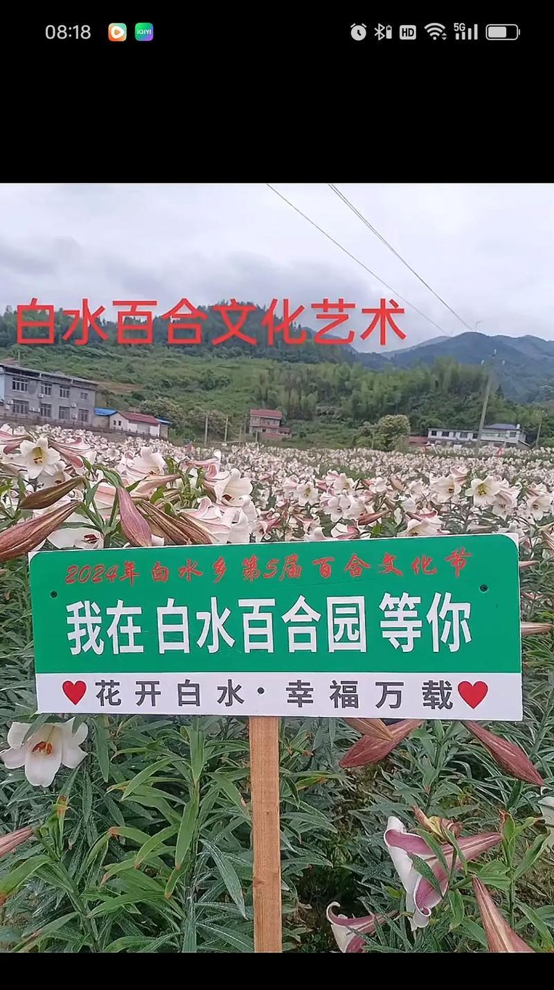 百合花的花语中有哪些讽刺意味？