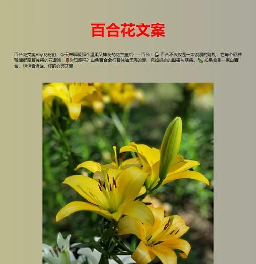 百合花的花语中有哪些讽刺意味？