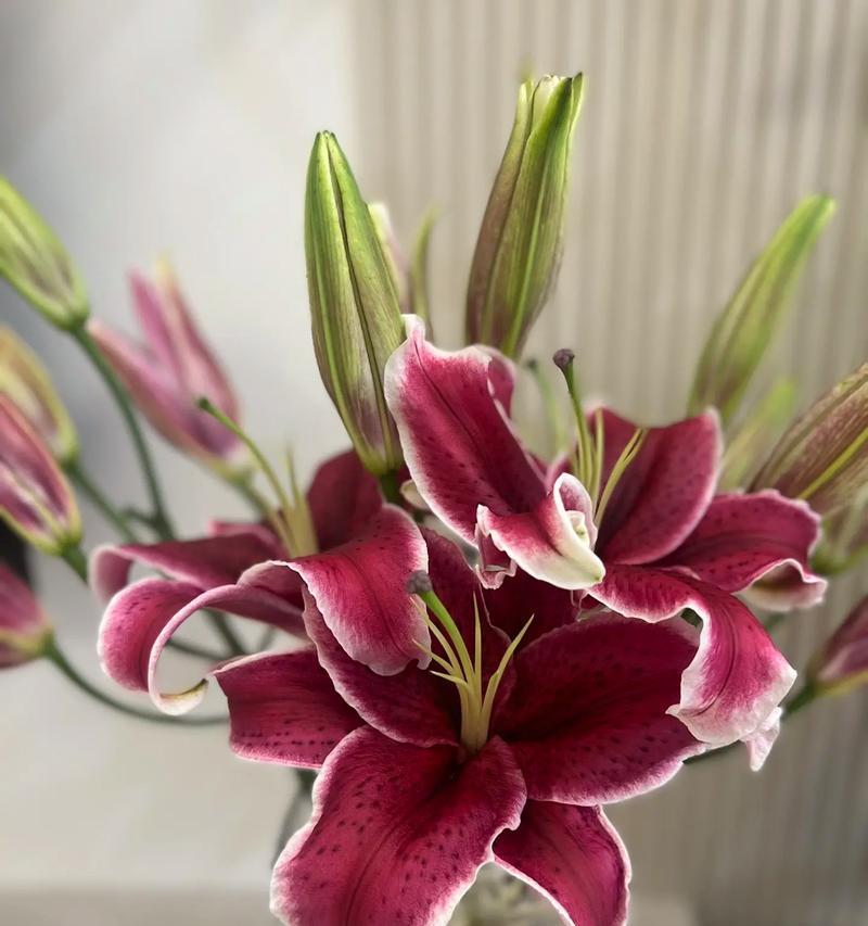 百合花的花语中有哪些讽刺意味？