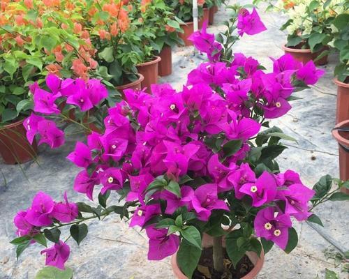 植物控什么意思？植物控在园艺爱好者中的含义是什么？