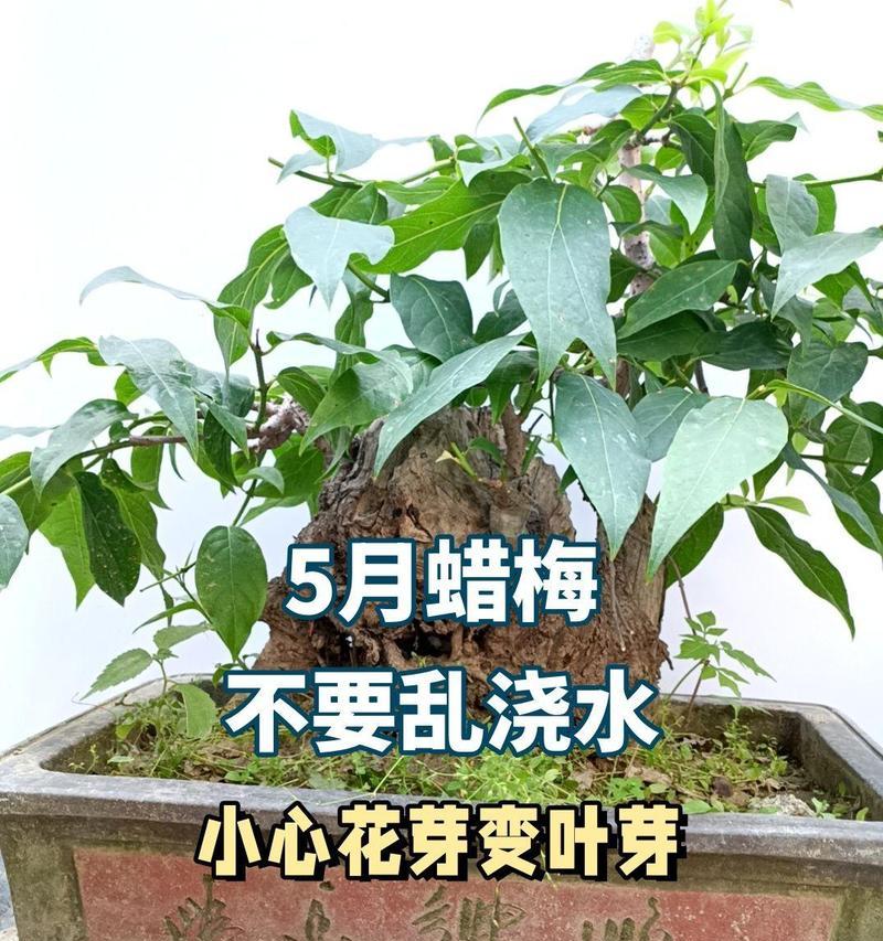 植物控什么意思？植物控在园艺爱好者中的含义是什么？