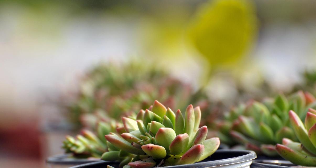 植物控什么意思？植物控在园艺爱好者中的含义是什么？