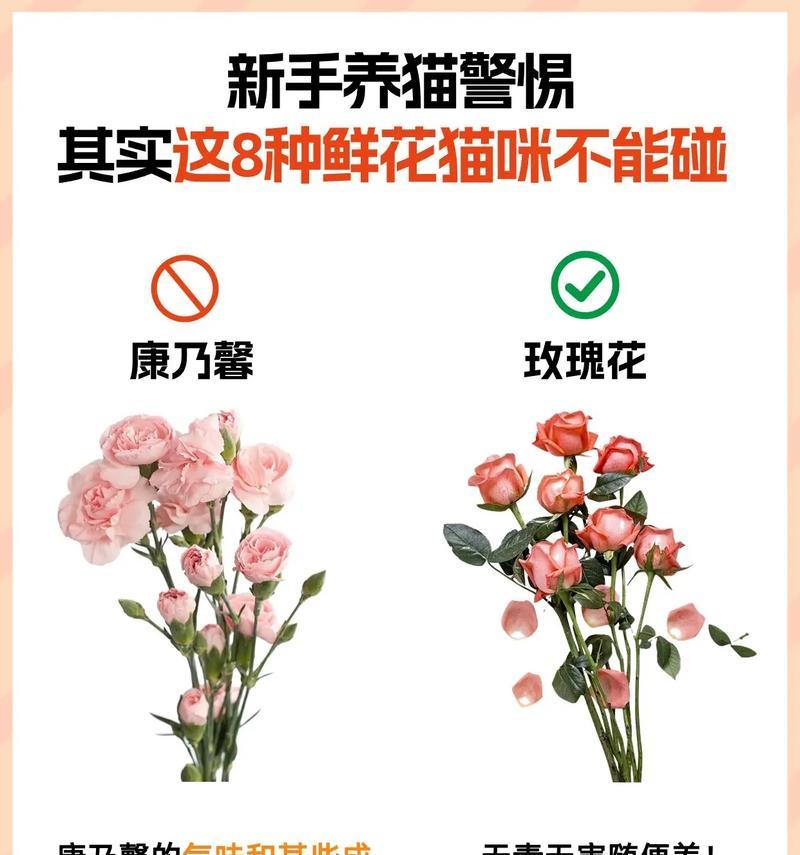 猫咪送百合花有何含义？猫咪选择百合花作为礼物的寓意是什么？