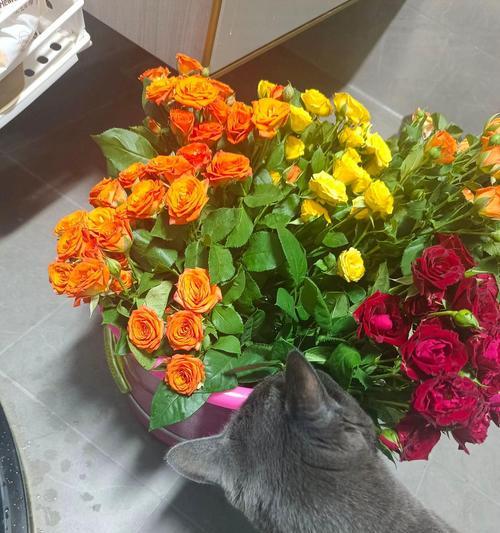 猫咪送百合花有何含义？猫咪选择百合花作为礼物的寓意是什么？