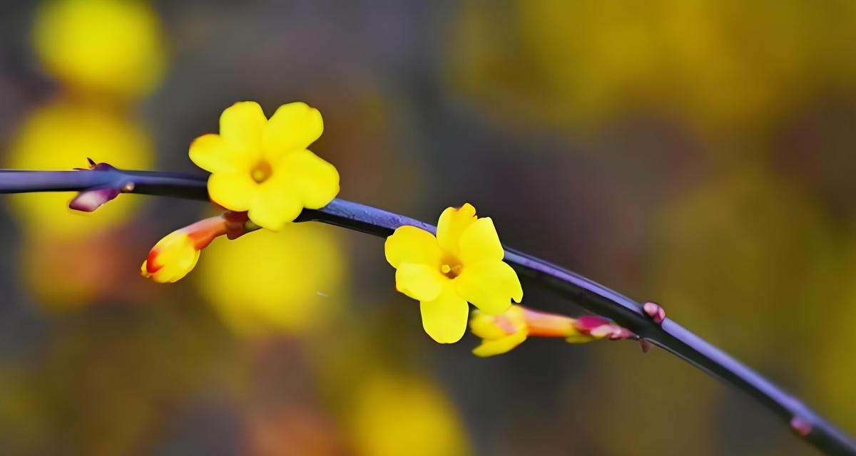 迎春花代表什么？它的花语有哪些含义？