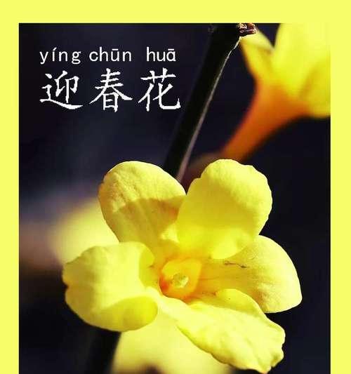 迎春花代表什么？它的花语有哪些含义？