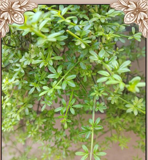 迎春花代表什么？它的花语有哪些含义？