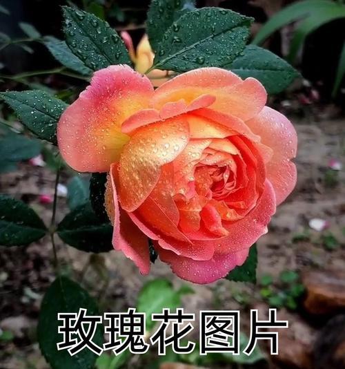 玫瑰花恐怖歌谣背后隐藏着什么含义？它传达了怎样的信息？