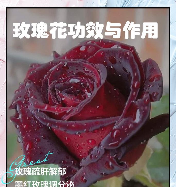 玫瑰花恐怖歌谣背后隐藏着什么含义？它传达了怎样的信息？