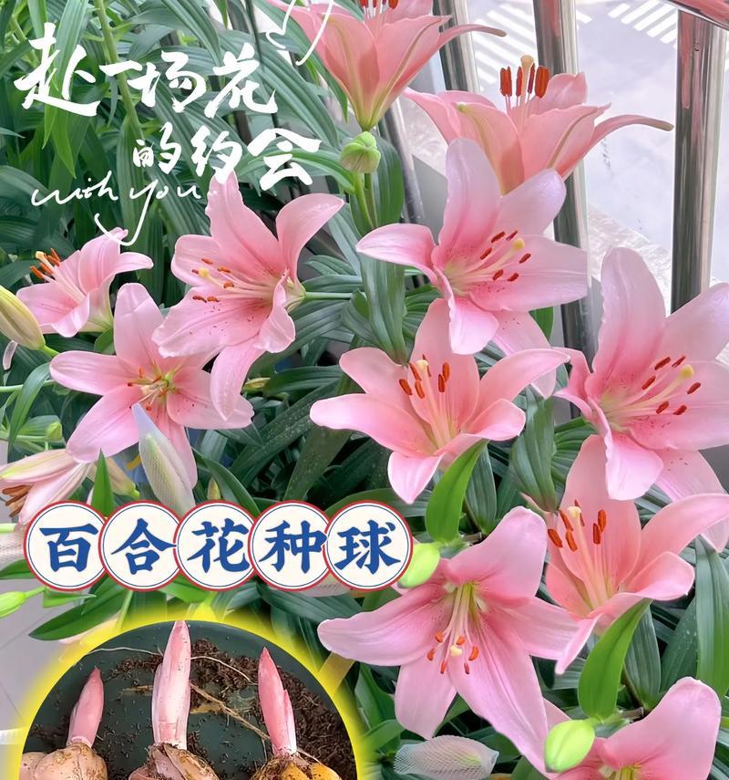 百合花的寓意有哪些？传统与现代的花语解读？