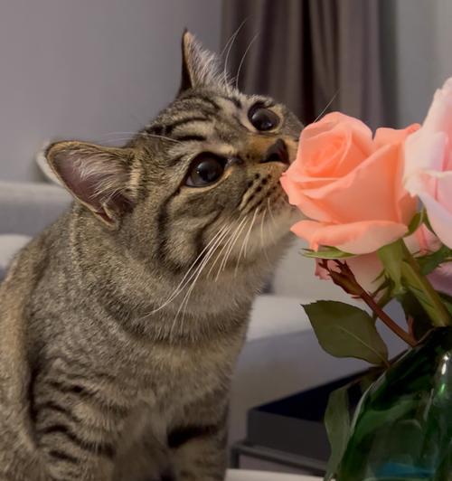 猫伸手抓玫瑰花代表什么？猫抓玫瑰的行为有何含义？